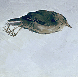wren Image