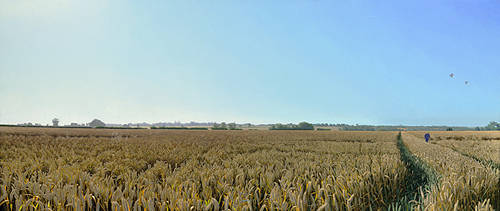 Summer, West Bergholt, England Image