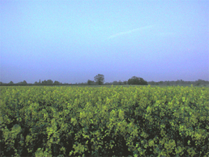 crop yellows and greens Image
