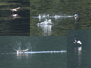 Birds went into and even under the water. Image