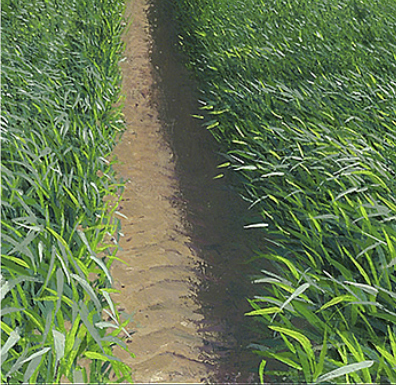 Tyre tracks in 'tramlines'. Image