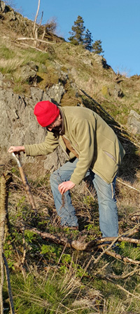 rewilding sessile oak near Plynlimon Image