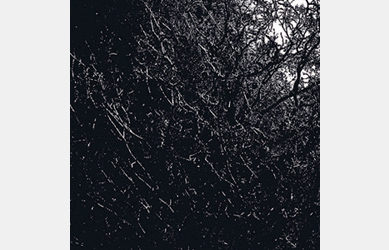oaks in the senses