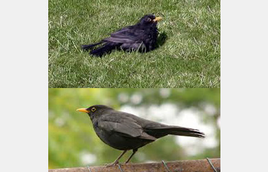 violet blackbirds